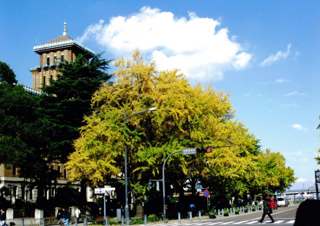 神奈川県庁（横浜市中区日本大通）「いちょう並木」